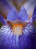 Iris Closeup_00723